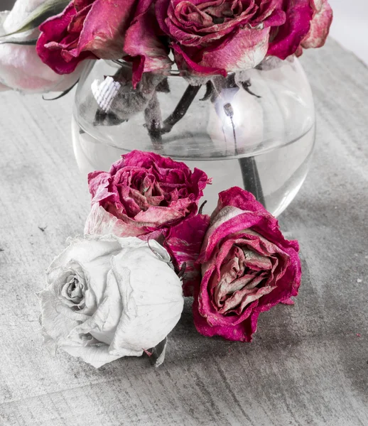 Withered roses — Stock Photo, Image