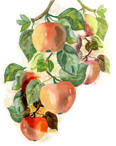 Акварельні яблука Пофарбовані вручну — стокове фото