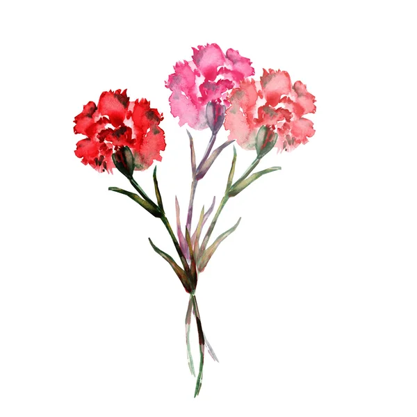 Watercolor Carnations Hand painted — Stock Photo, Image