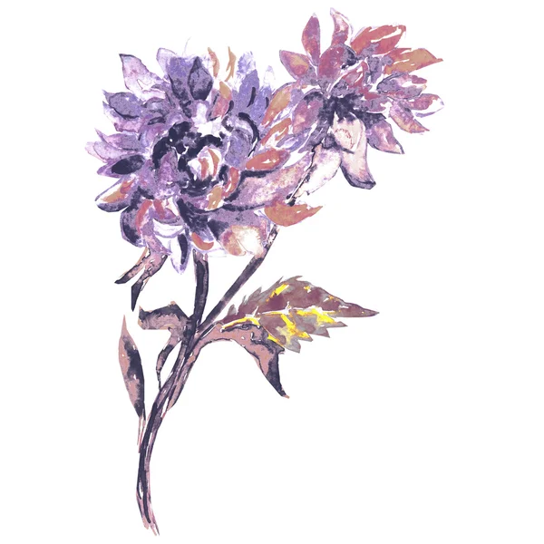 Autum Aster, watercolor hand painting — Stock Photo, Image