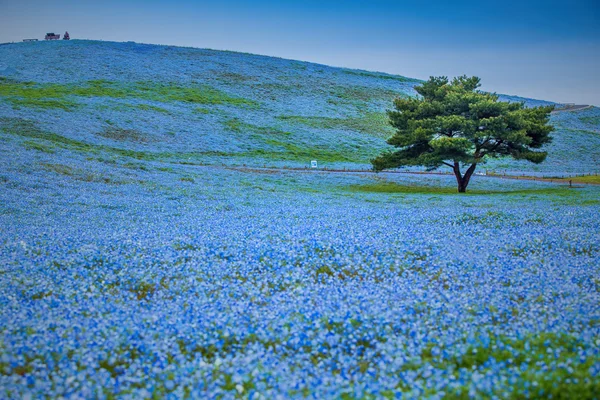 Dağ, ağaç ve Nemophila bahar w yılında Hitachi Seaside Park