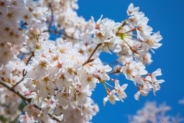 Güzel kiraz çiçeği sakura güzel mavi gökyüzü