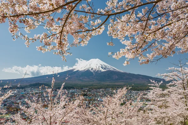 MT fuji και κεράσι ανθίσει — Φωτογραφία Αρχείου