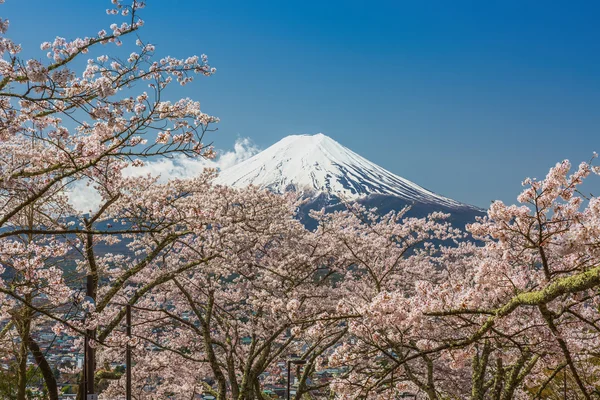 Mt 富士和樱桃开花 — 图库照片