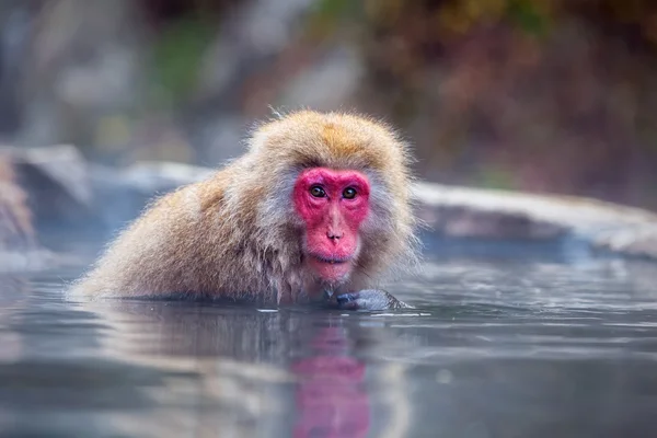 Schneeaffe bei Jigokudani in der Nähe von Nagano, Japan — Stockfoto