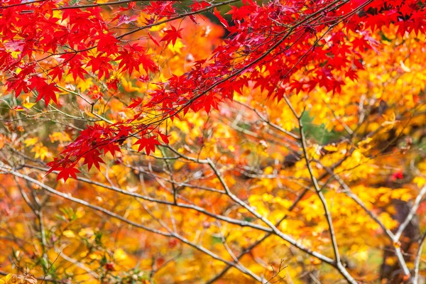 Feuille d'érable japonaise — Photo