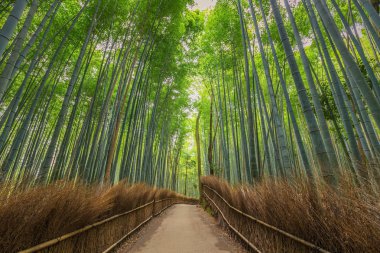 Kyoto, Japonya 'daki Bambu Ormanı
