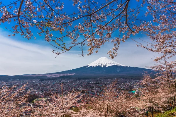 春天，樱花盛开樱花富士山 — 图库照片