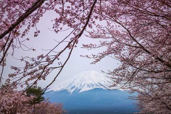 Hegyi fuji tavasszal, cherry blossom sakura — Stock Fotó