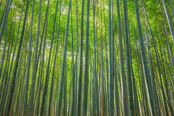 Shee bamboe bos, kyoto, japan — Stockfoto