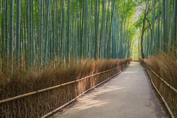 Bambus lesie w Japonii, Arashiyama, Kioto — Zdjęcie stockowe