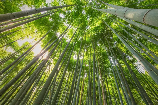Bambu grove, bambu ormanı arashiyama, kyoto, Japonya