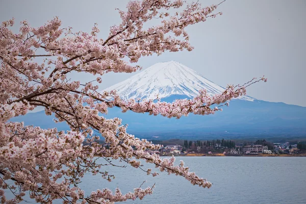 Fuji de montanha na primavera, flor de cereja Sakura — Fotografia de Stock