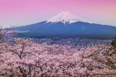Bahar, cherry blossom sakura, fuji Dağı