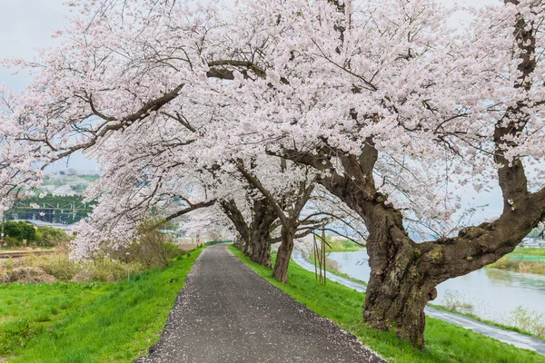 Цветущая сакура, Япония — стоковое фото