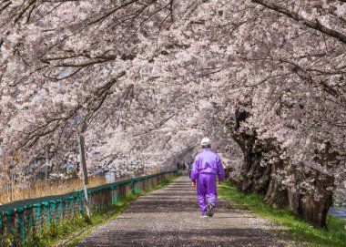 Kiraz çiçekleri çiçek yolu, Japonya