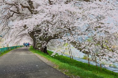 Kiraz çiçekleri çiçek yolu, Sendai, Japonya