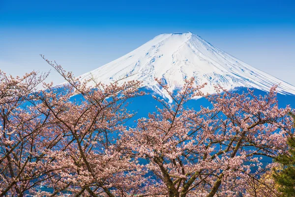 春天，樱花盛开樱花富士山 — 图库照片