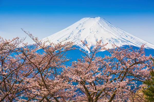 Mountain Fuji in spring ,Cherry blossom Sakura — Stock Photo, Image