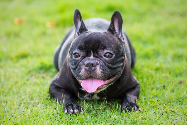 Photo rapprochée d'un bouledogue français heureux sur le terrain — Photo