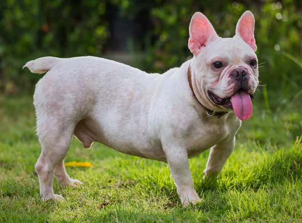 Franse bulldog op groene veld achtertuin. — Stockfoto