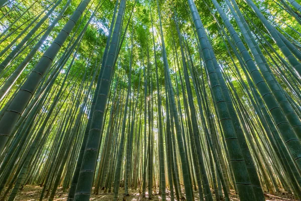 竹林里，自然的绿色背景. — 图库照片