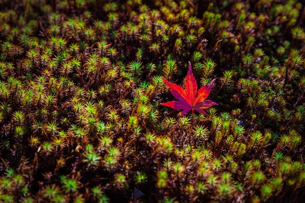 一个红色的枫叶上绿色的青苔，秋天的概念 — 图库照片