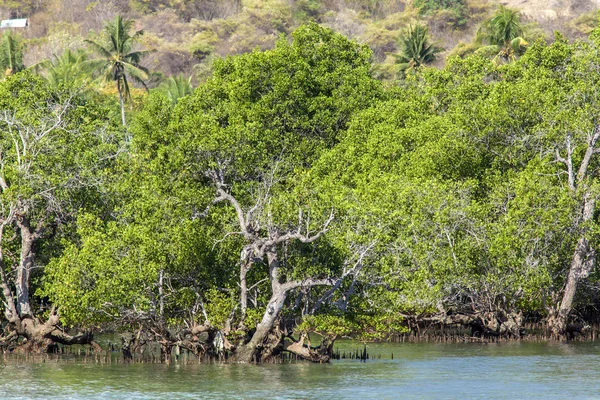 Alberi di mangrovie nella giornata di sole — Foto Stock