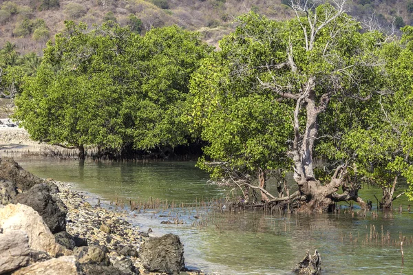 Mangrovové stromy v slunečný den — Stock fotografie