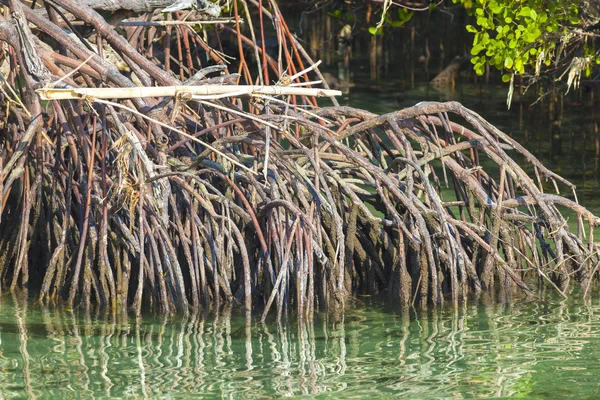 Mangrovové stromy v slunečný den — Stock fotografie