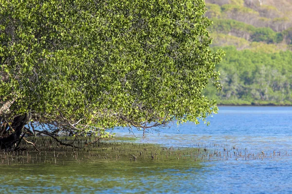 Alberi di mangrovie nella giornata di sole — Foto Stock