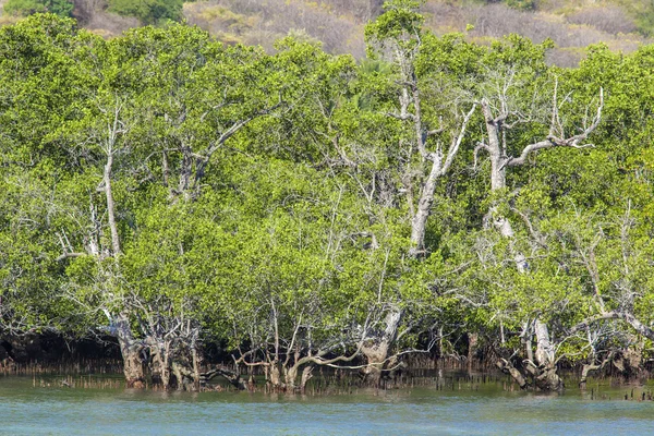 Alberi di mangrovie nella giornata di sole — Foto Stock