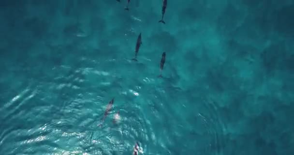 Vista aérea de delfines en el océano — Vídeo de stock