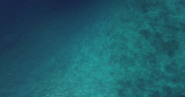 Vista aérea de delfines en el océano — Vídeo de stock