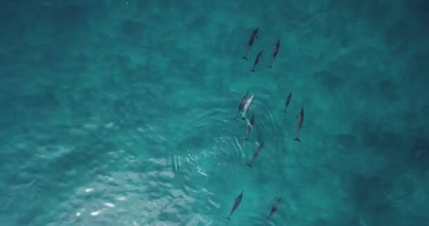 Aerial view of dolphins in ocean — Stock Video