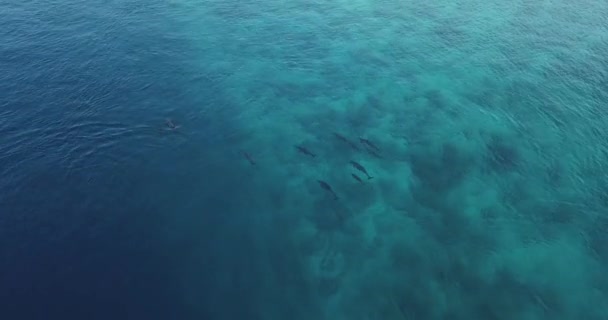 Вид с воздуха на дельфинов в океане — стоковое видео