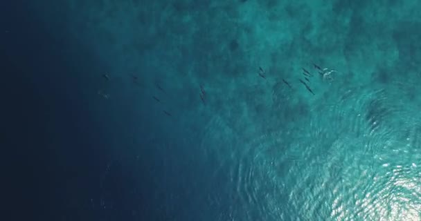 Vista aérea dos golfinhos no oceano — Vídeo de Stock