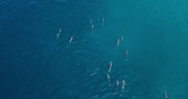 Luftaufnahme von Delfinen im Ozean — Stockvideo