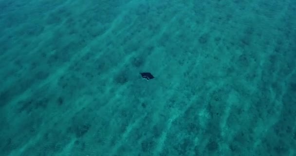 Letecký pohled na rejnoka v tyrkysových vodách