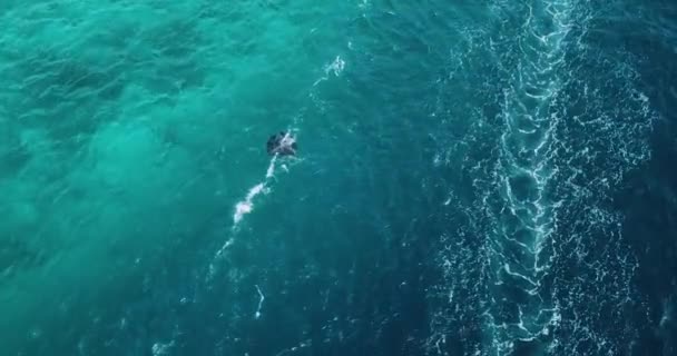 Luftaufnahme eines Stachelrochens im türkisfarbenen Wasser — Stockvideo