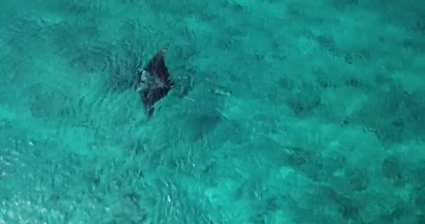 Aerial view of a stingray in the turquoise waters — Stock Video