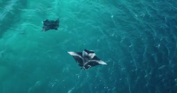 Aerial view of a stingray in the turquoise waters — Stock Video