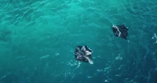 Flygfoto av en stingrocka i turkosa vatten — Stockvideo