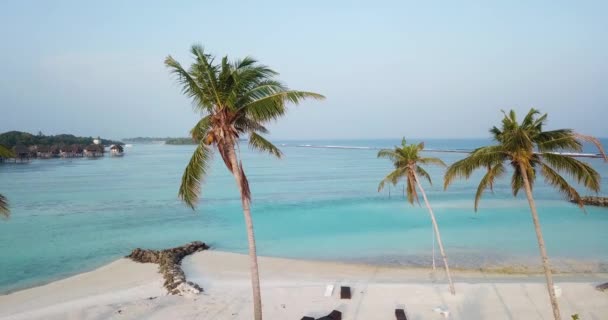 モルディブのビーチでのヤシの空中ビュー — ストック動画