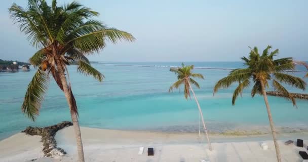Vista aérea das palmeiras na praia, Maldivas — Vídeo de Stock