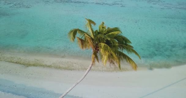 Sahildeki palmiyelerin hava manzarası, Maldivler — Stok video