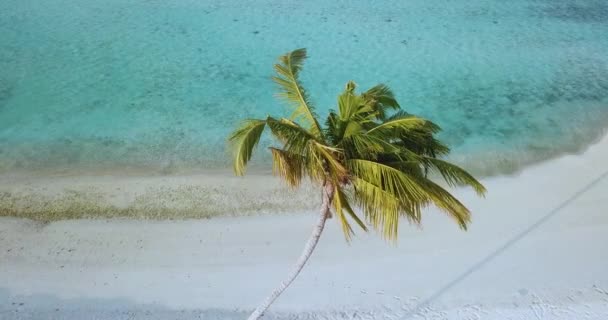 Sahildeki palmiyelerin hava manzarası, Maldivler — Stok video