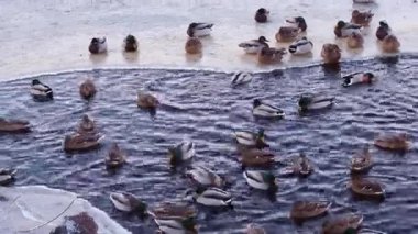 Kışın gölde ördekler