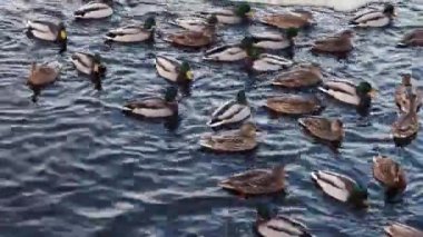 Kışın gölde ördekler