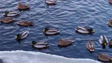 Kışın gölde ördekler